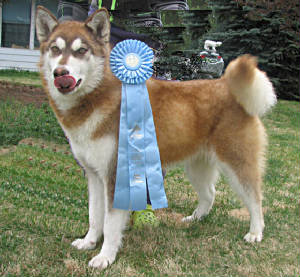 anabobbowbpuppytaylormay21010.jpg