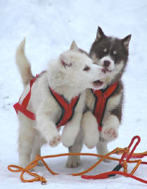 chilhersisterbabysledteamnov2807.jpg