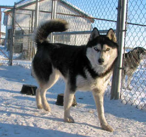 hollywinterof2009.jpg