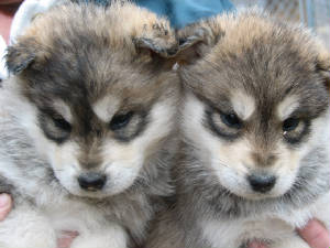 malamutebabys.jpg