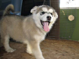 missy10weeks.jpg
