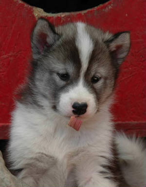 savikbaby5weeks.jpg