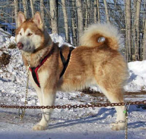 wolv31decmushing.jpg