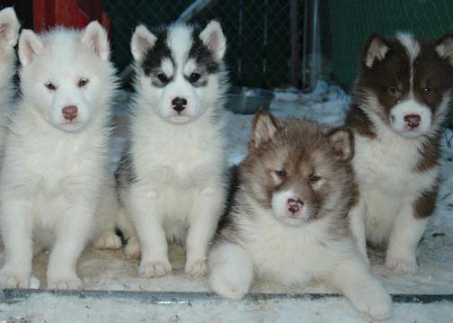 cedpuppypicgroupphot.jpg