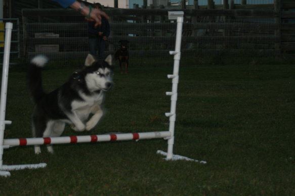 lilyagility.jpg